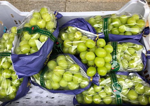 大连早市物价观察 水果便宜桃子价低，海产品遇冷卖家称鲜活无事