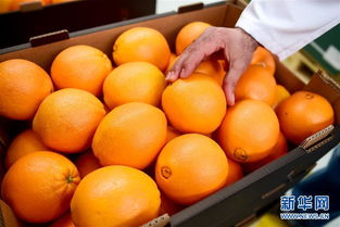 丝路果香 从驼铃到货轮的美食融合之路